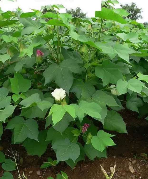 پنبه 2 